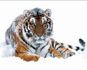 siberian-tiger-0007.jpg