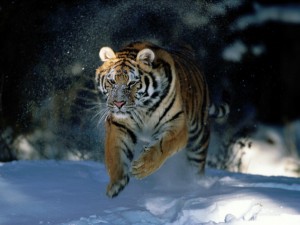 siberian-tiger-running-fast.jpg