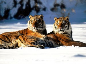 lounging-_siberian_tiger_pair.jpg